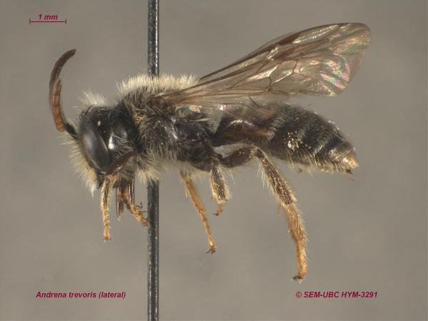 Photo of Andrena trevoris by Spencer Entomological Museum